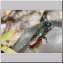 Chrysis illigeri - Goldwespe 02b 5mm OS-Wallenhorst-Tongrube-Lehmwiese.jpg